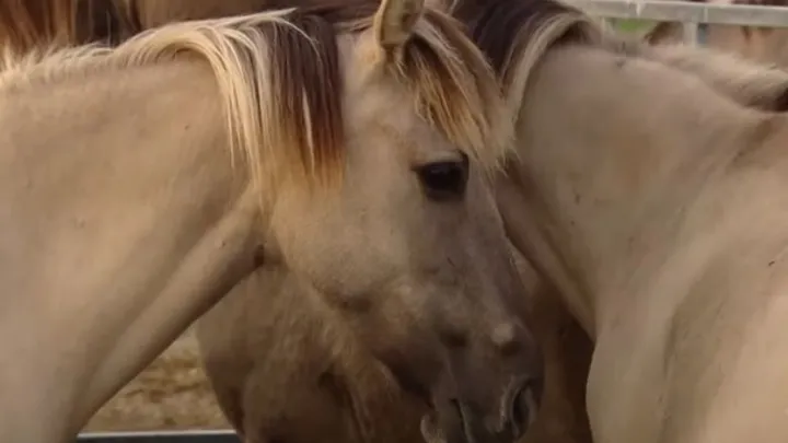 Dierenactivisten woedend om mogelijke slacht konikpaarden op Texel