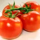 Él pone 4 rodajas de tomate en una olla con tierra para hacer su propio huerto de tomates