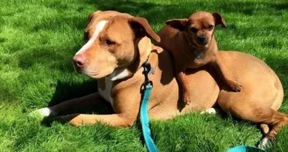 Dieser Pitbull weigerte sich, das Tierheim ohne seinen Chihuahua-Freund zu verlassen