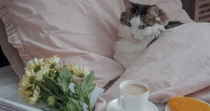 Met je huisdieren slapen in bed? Zo ongezond is dat voor je