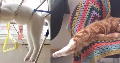 24 Katzen schlafen an den unmöglichsten Orten: pass' ich rein, da schlaf' ich auch!