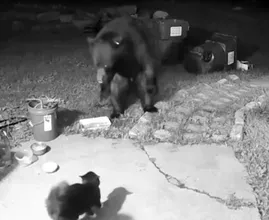 Katze stellt Bären, der versucht, in ihr Haus einzudringen – Sehen Sie, was passiert ist