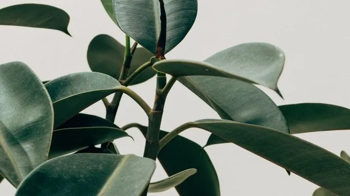 Plantenliefhebbers verzamelen! Planten met donkere bladen zijn in 