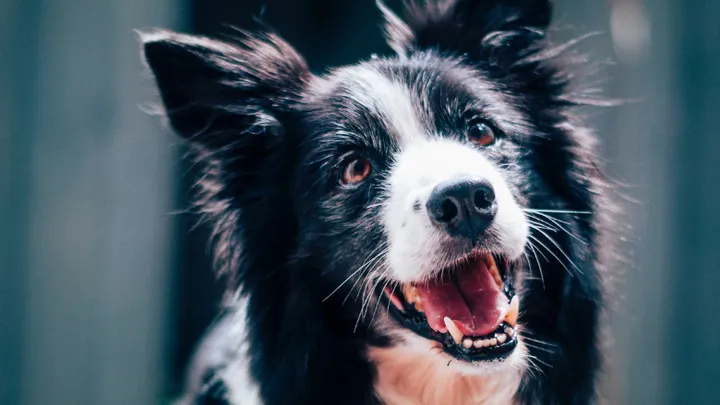 Border Collie hat im Jahr 2022 über 1.000 Plastikflaschen eingesammelt