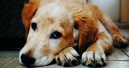 Ahw: hierom blijft je hond je soms een hele tijd aanstaren