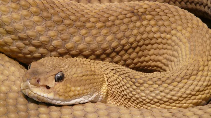 Dieser Schlange wurde in freier Wildbahn gesichtet – Tierarzt nach Untersuchtung schockiert