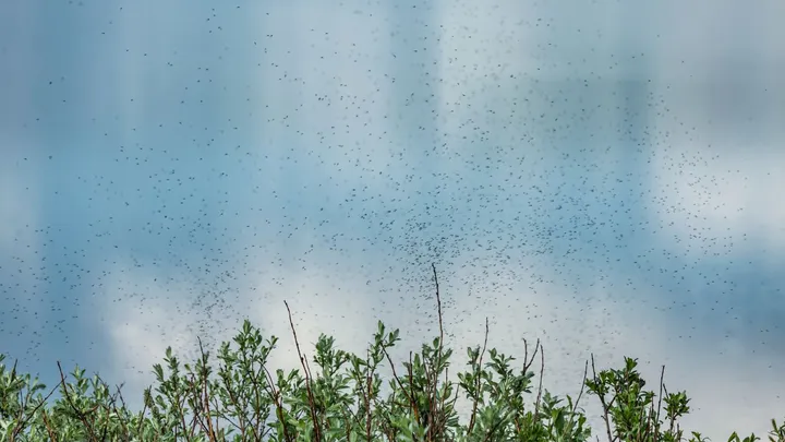 Ai: door de warmte kun je de komende dagen veel muggen verwachten