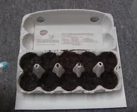 Don't throw out your empty egg cartons: this is what you can do with them! Amazing!