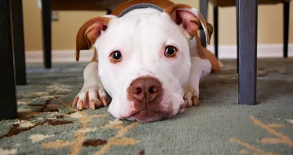 Fácil: así se limpian los vómitos de mascotas de la alfombra