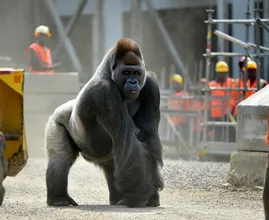 Gorilla Appears at Construction Site – What It’s Carrying Leaves Workers Frozen