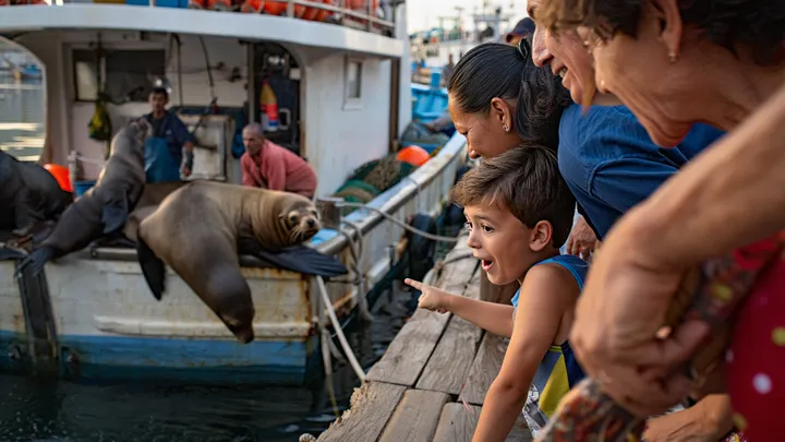Zwei riesige Seelöwen weigern sich, ein kleines Boot zu verlassen - was Einheimische darin entdecken, erklärt alles