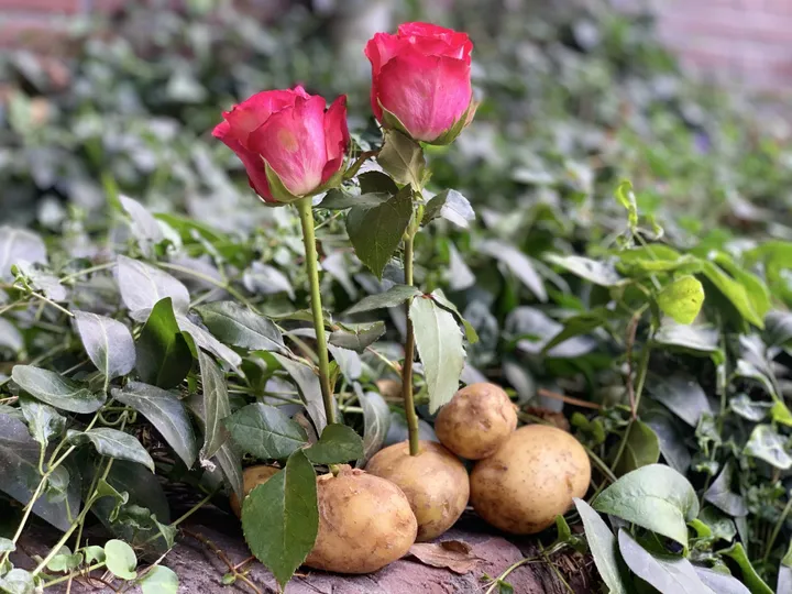rose stalk into potato