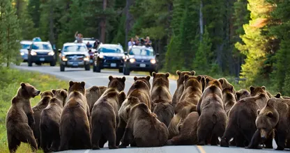 Bears Block Yellowstone Road – The Reason Why Leaves Drivers Frozen
