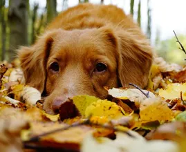 Dierenbescherming: 'Houd je hond tijdens een boswandeling in de gaten'