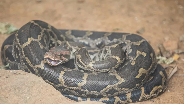 ¡Estos trabajadores encontraron una serpiente gigante - no creerás lo que encontraron dentro!