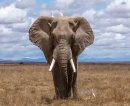 Speciale: madre elefante ringrazia i soccorritori dopo aver salvato il suo piccolo