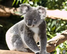 Ouwehands Dierenpark krijgt als eerste in Nederland koala’s