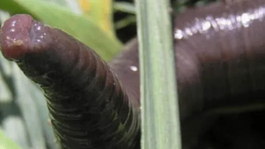 Leben vielleicht riesige Regenwürmer in Ihrem Garten? Erfahren Sie die Wahrheit über diese mysteriösen Kreaturen