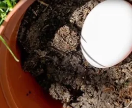 Begraaf een ei in een bloempot met potgrond voor dit fantastische resultaat!