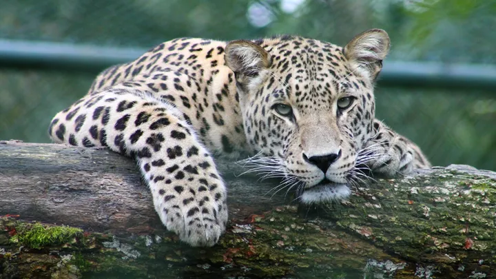 Leopardo que se creía extinto avistado en Turquía