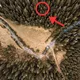 Drone captura algo que ninguém deveria ver