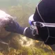 Duiker begreep niet wat de zeehond wilde, totdat het dier zijn hand greep