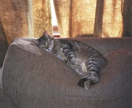 Deine Katze hat ins Haus gemacht/gespuckt? Kein Problem! Mit diesem Trick ist der Fleck und Geruch weg!