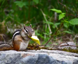 Find out: are you chewing your food wrong?