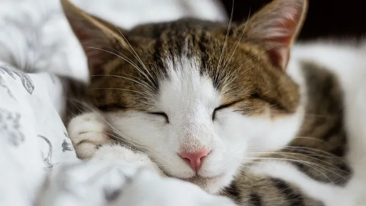 5x zo kun je je kat koel houden op hete zomerdagen