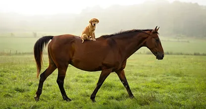 Pferd trägt Welpe weg - was der Bauer später findet, wird Sie umhauen!