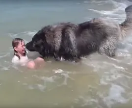 Viral video: Hond denkt dat zwemmende kleindochter verdrinkt, dus komt in actie