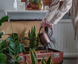 Goed om te weten: dit is het beste tijdstip om je planten water te geven