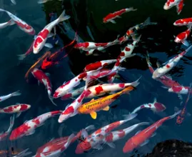 Oei! Gigantisch aquarium met 1500 vissen barst open