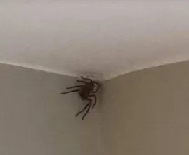 Den Haag is in de ban van deze gigantische vogelspin