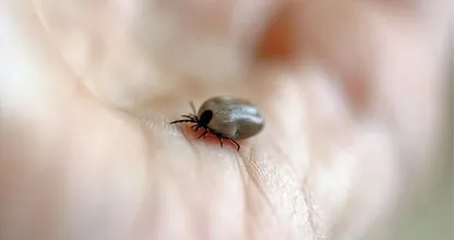 Would you like to avoid tick bites? Then use this natural oil