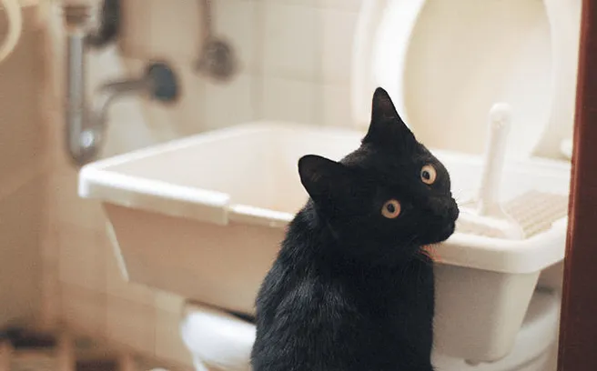 Katze