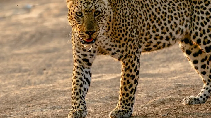 Vieron este jirafa en la naturaleza: el veterinario se sorprende cuando se da cuenta de por qué es tan grande