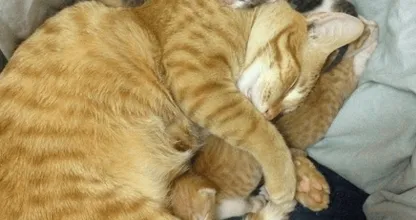 Ongelofelijk schattig... Deze vader-kat laat zien hoeveel hij van zijn pasgeboren kittens houdt!