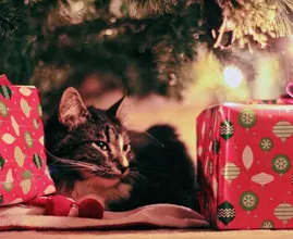 Aftellen met Minoes: Action verkoopt adventskalender voor katten