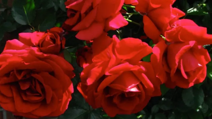 Tus rosas crecerán y prosperarán usando un tallo y una patata
