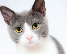 Het chippen van je kat wordt binnenkort verplicht