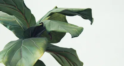 Voici comment maintenir vos plantes en vie pendant l'hiver