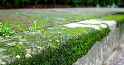 Removing weeds? With this trick, it won't take long! Super practical!