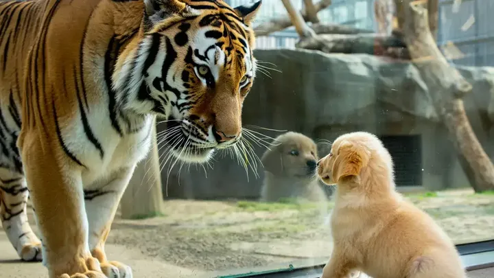Un cucciolo scivola nella gabbia delle tigri: ciò che i guardiani dello zoo riprendono con la telecamera è incredibile