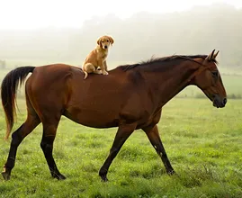 Horse Carries Off Puppy – What the Farmer Finds Later Will Blow Your Mind!