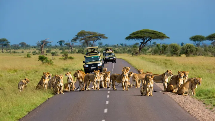Lions Block Road – What They’re Guarding in the Grass Leaves Everyone Silent