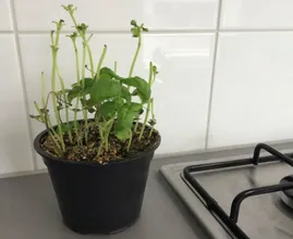 Mit diesen Pflegetipps hält sich Basilikum aus dem Supermarkt viel länger!