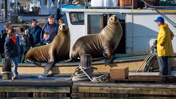 Zwei riesige Seelöwen weigern sich, ein kleines Boot zu verlassen - was Einheimische darin entdecken, erklärt alles