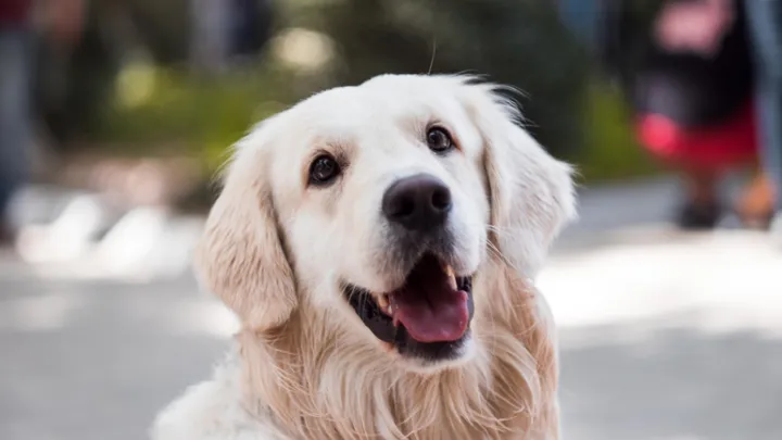 Geef deze soorten groente en fruit nóóit aan je hond
