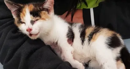 Kitten in Rotterdam aan hek vastgebonden met tiewraps